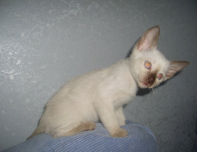 Сиамский котёнок окраса шоколад-поинт