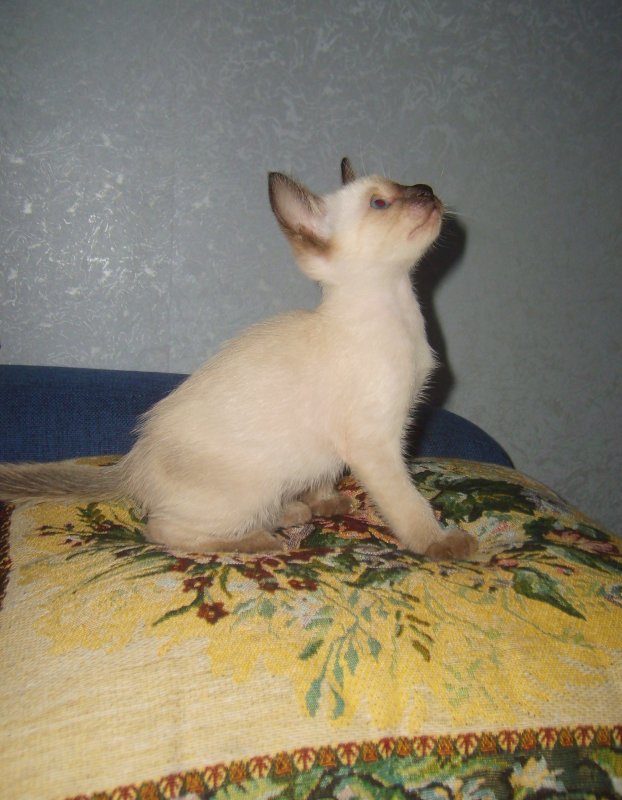 Сиамский котёнок окраса сил-поинт