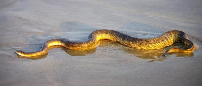 морская змея