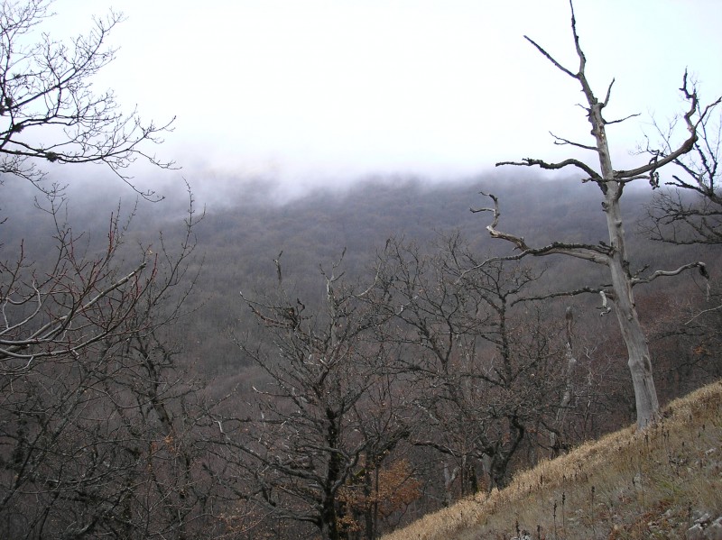мертвый лес на склоне горы