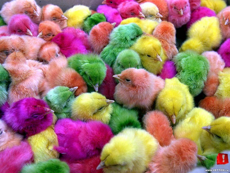 разноцветные птенчики