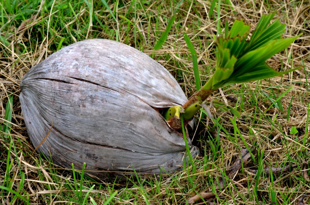 Подарки к Новому году. Для Антонины Kleo - маленькую кокосовую пальмочку.