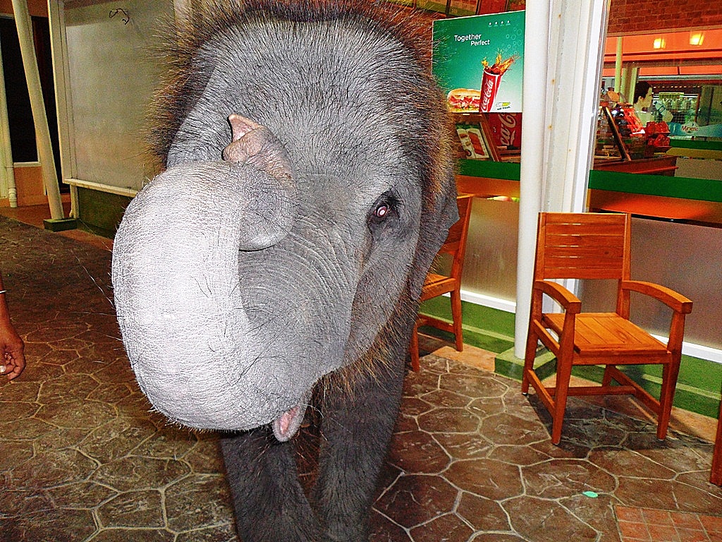 От улыбки станет всем светлей. И слону. Веселый слон в посудной лавке для Akbyn. Счастья и здоровья в новом году.