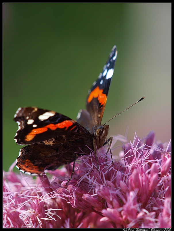 Macro flowers