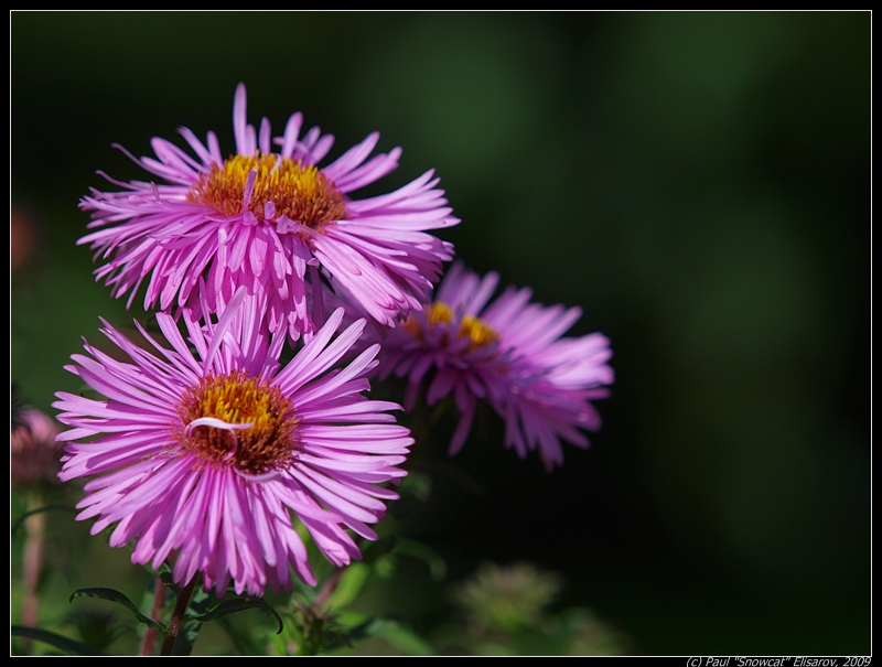 Macro flowers