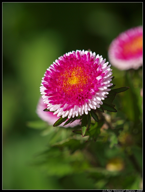 Macro flowers