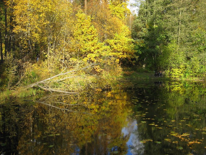 Золотая осень в Шуваловском парке
