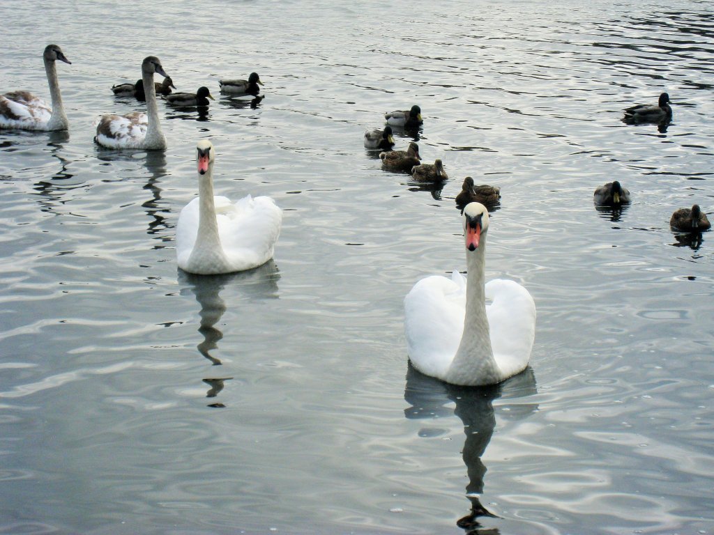 лебеди на Городищенском озере