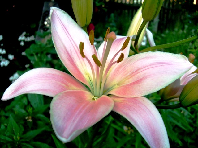 Лилия нежно-розовая