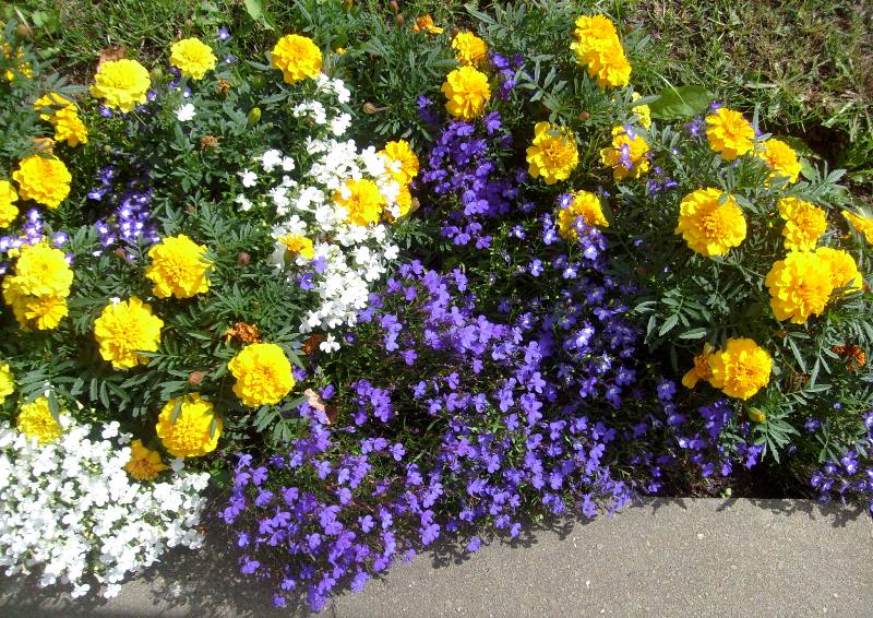 Цветы в Лаврушинском