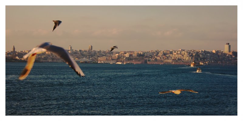 А, мысли как чайки, к Стамбулу летят...