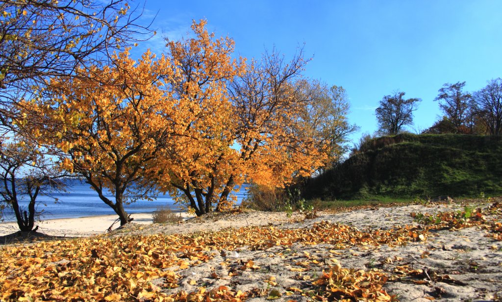 ... Золотая осень Левитана:  Листья желтые летят.
