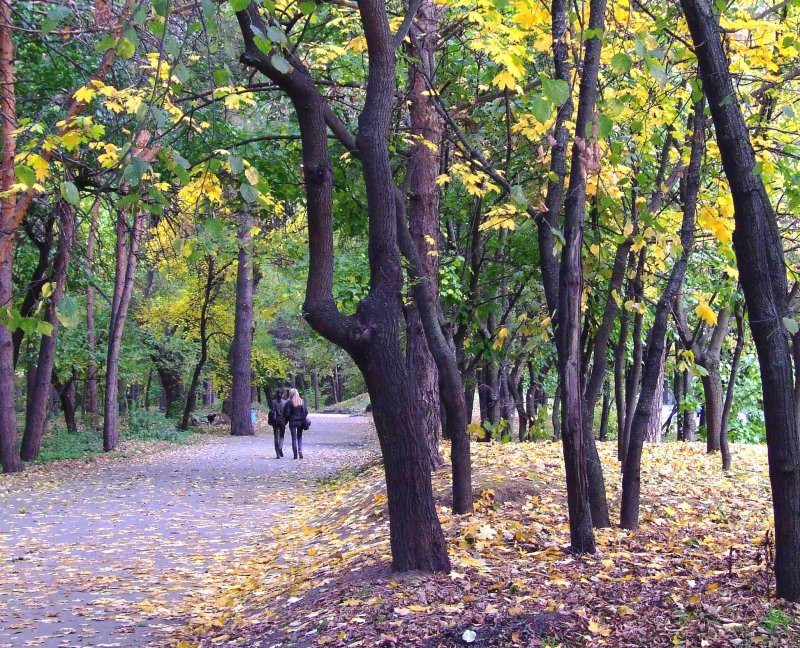 Осень в желтых листьях.