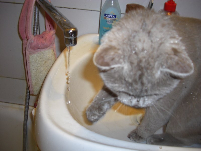 Кот, который не боится воды =)