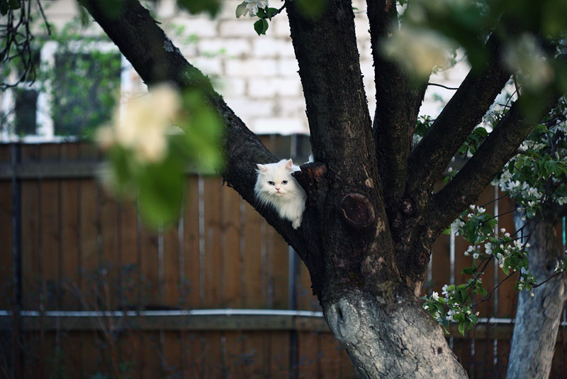 Белая кошка