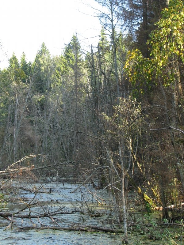 Река в густом лесу