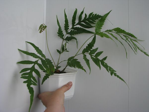wodwardia orientalis