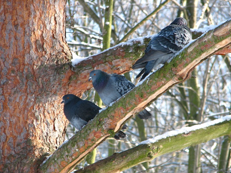 Три замерзших голубка)